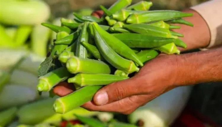 مستخلصات البامية والحلبة تزيل 90% من البلاستيك الدقيق في المياه الملوثة
